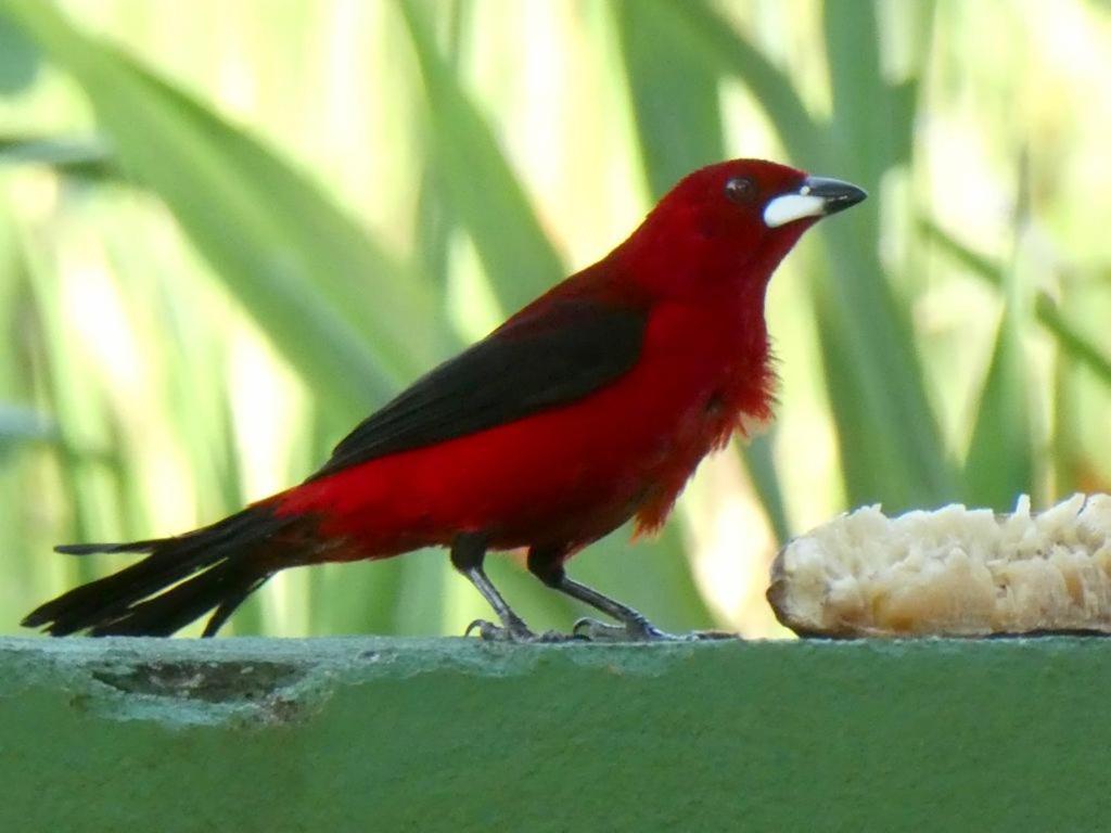 Pousada Mangue Seco إيتوناس المظهر الخارجي الصورة