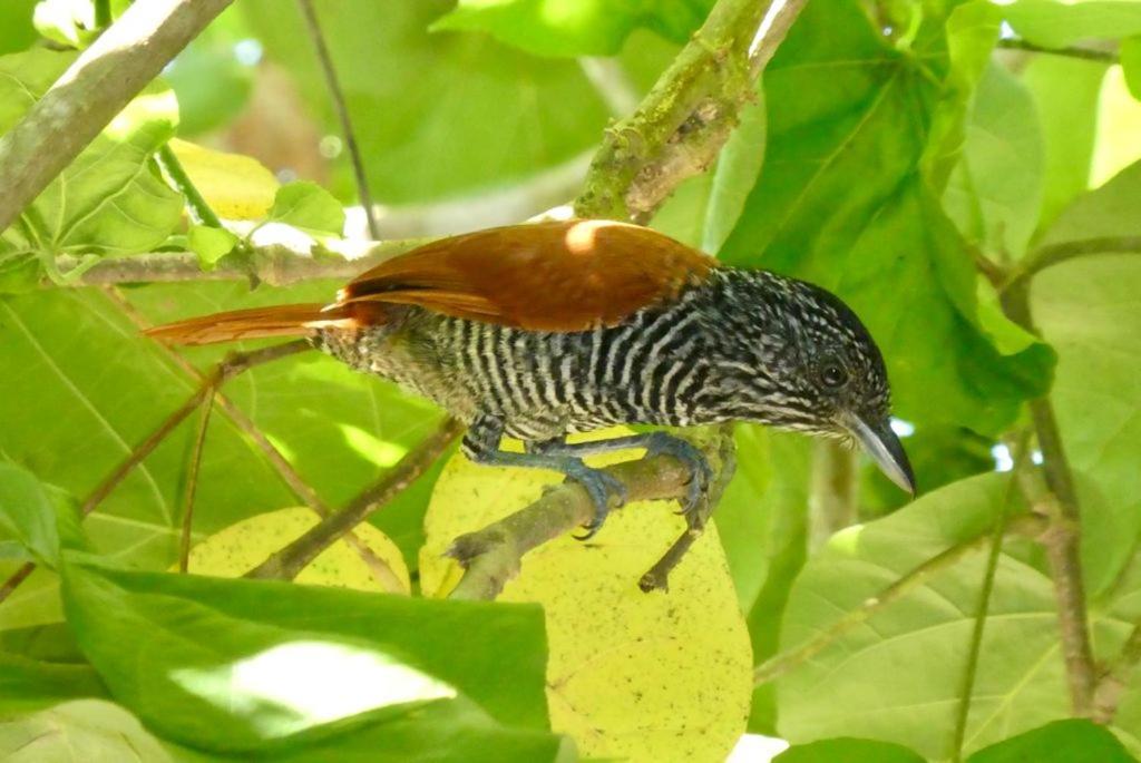 Pousada Mangue Seco إيتوناس المظهر الخارجي الصورة